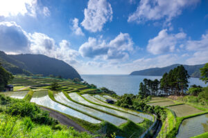 A photo of terraced rice fields in Bali.
